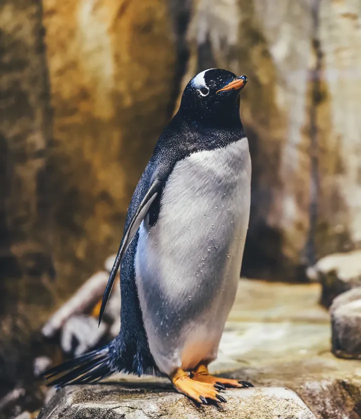 penguin.png